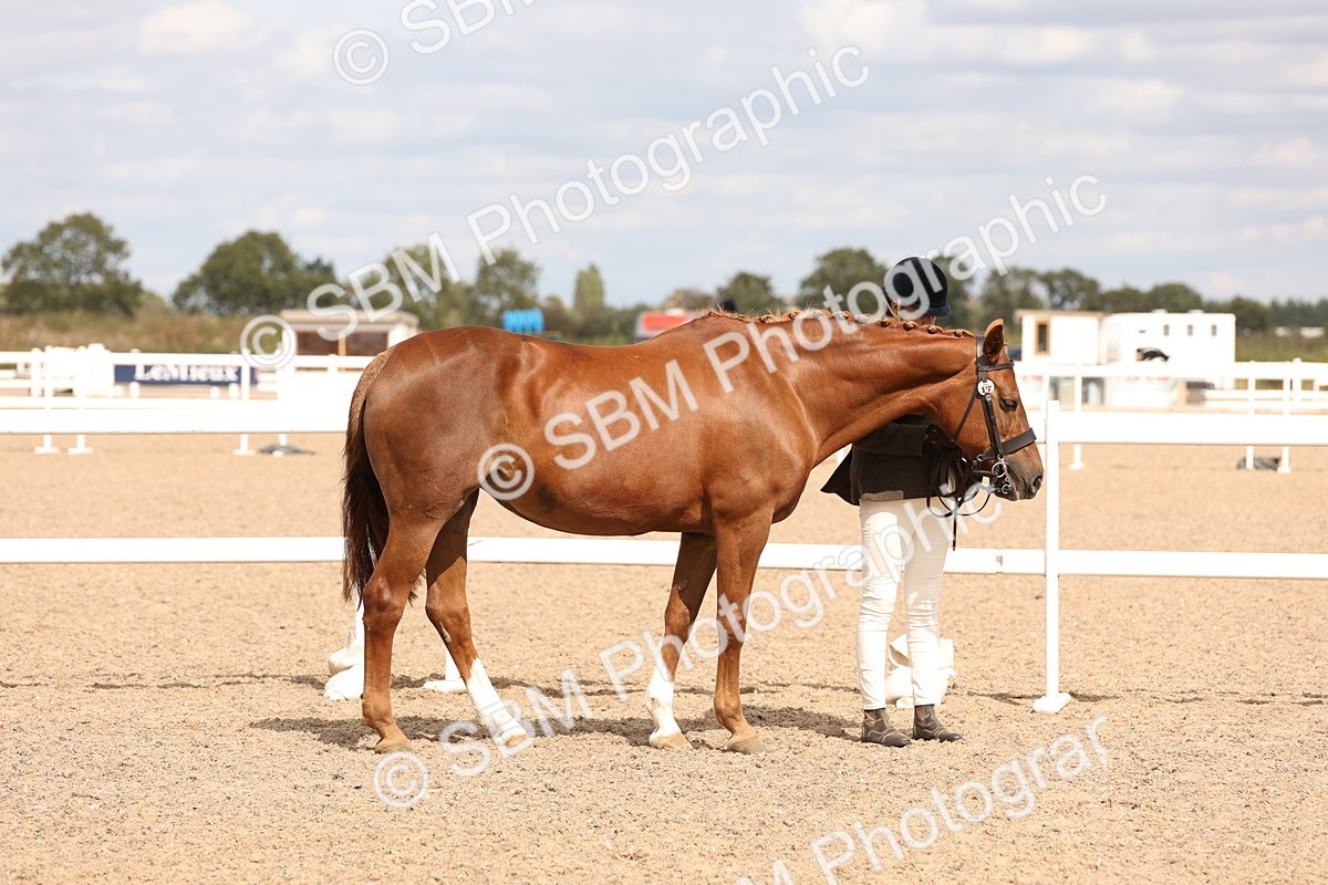 SBM_15357 - Class 210- IH Show Horse