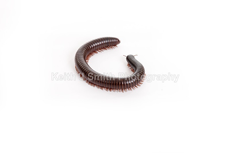 2SKJ8901 - Roaming Reptile Show. II