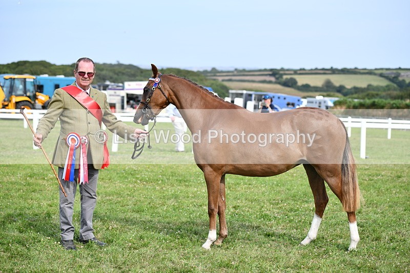 DSC_9105 - SP/SHP Pony Breeding Championship