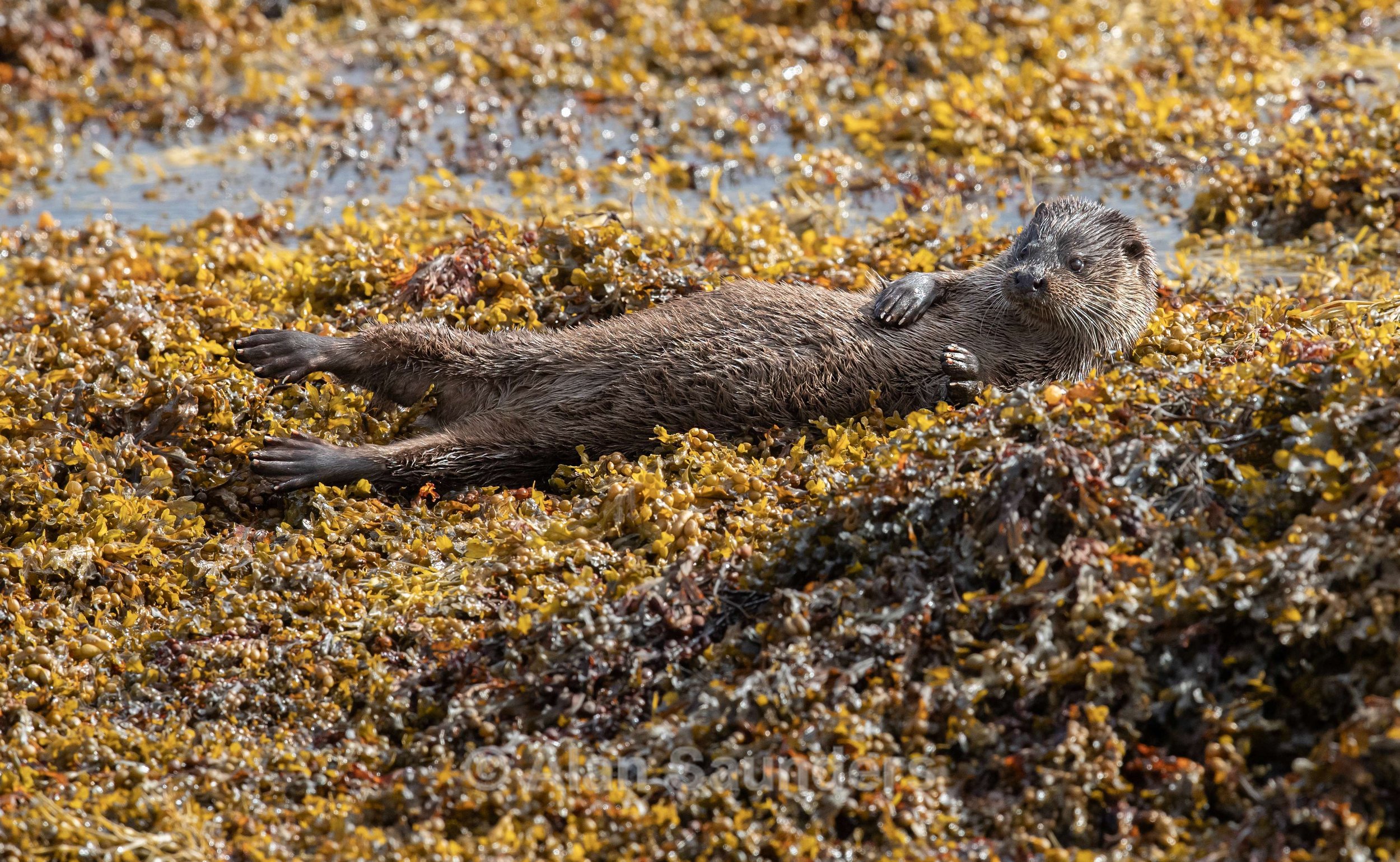 Eurasian Otter 44