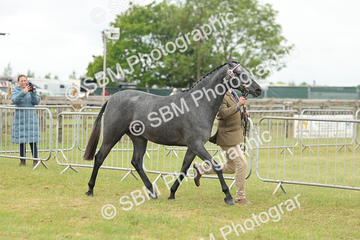 SBM_05461 - Class 68-73 - Riding Pony Breeding