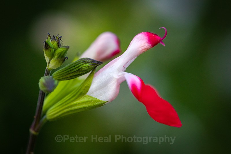 Salvia Hot Lips