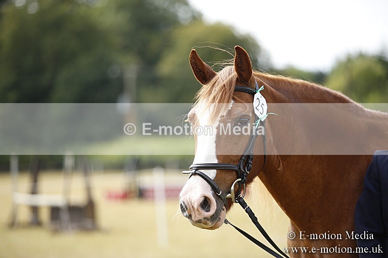 _C7A9393 - BVRC Sow 2018 Ring 2