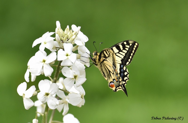 Swallowtail - Macro