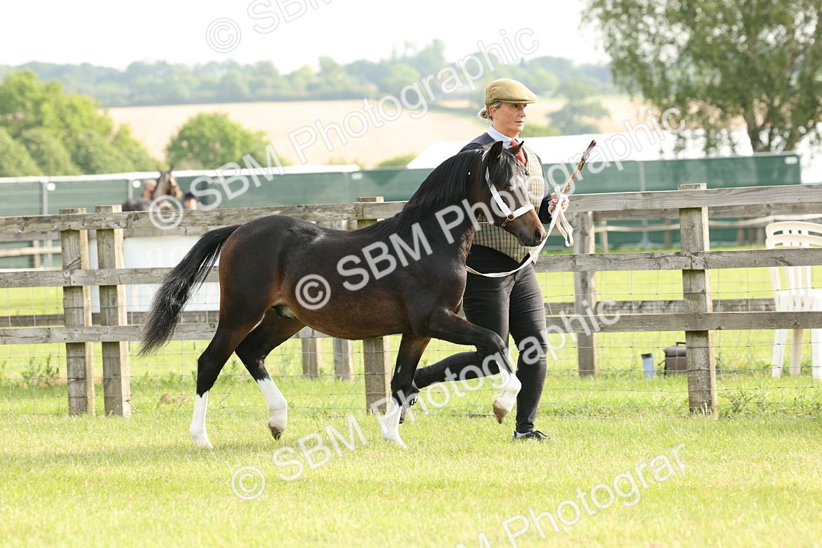 SBM_00413 - Class 6-13 - Mountatin and Moorland In Hand Welsh Breeds