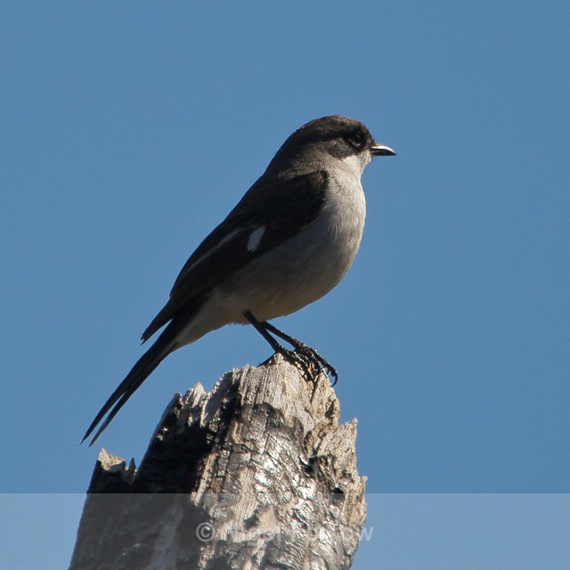 Fiscal Flycatcher perched on a tree stump - Fiscal Flycatcher