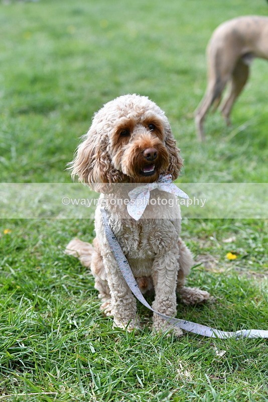 WJ5_9767 - Class 3 Most Handsome Dog