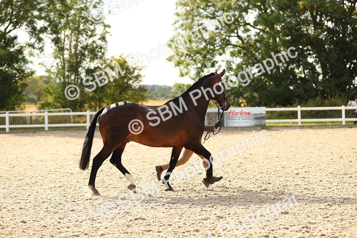 SBM_08574 - Class 28 - IH Veteran Horse