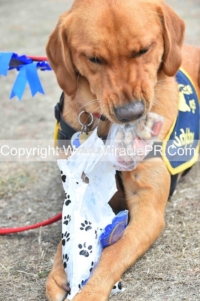 SH4_0311 - Dog show.
