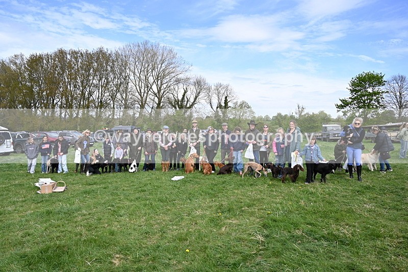 WJ6_9178 - Class 8 Best Working / Gun Dog or Bitch