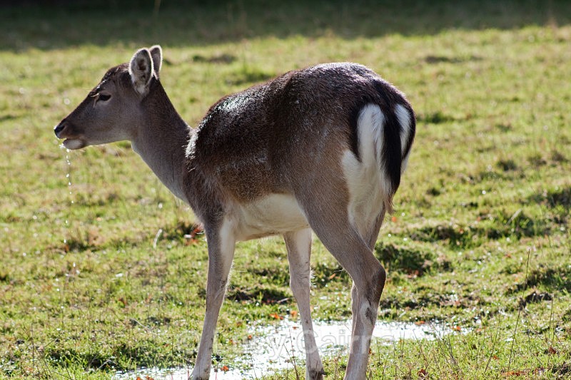  - British Wildlife Centre, East Grinstead