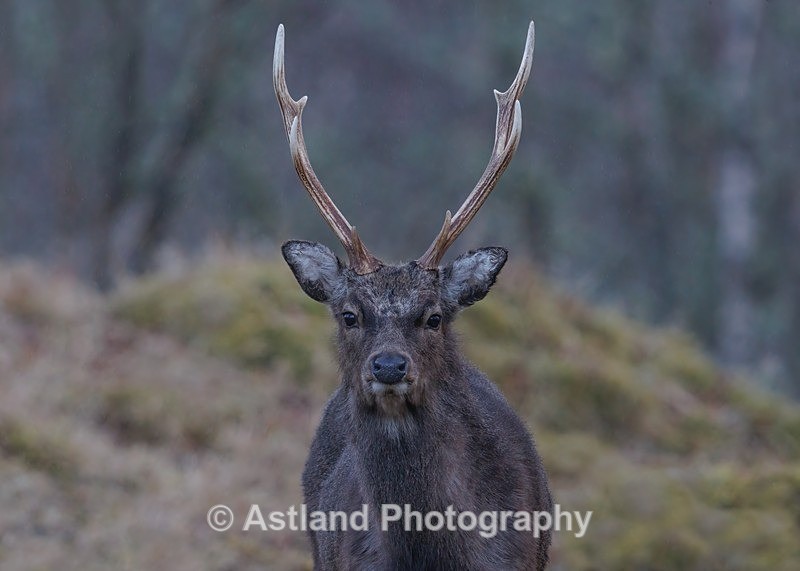 Sika Deer - Latest Images