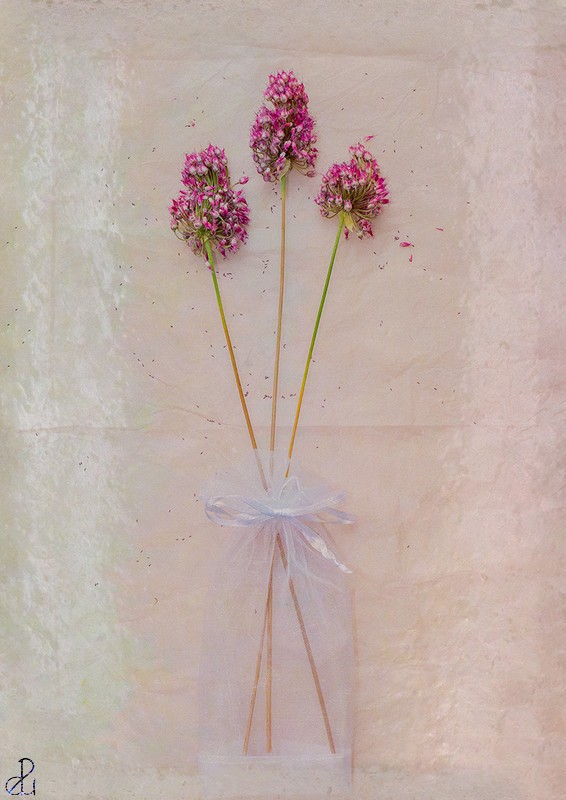 Still Life Photography by Diana Uzun