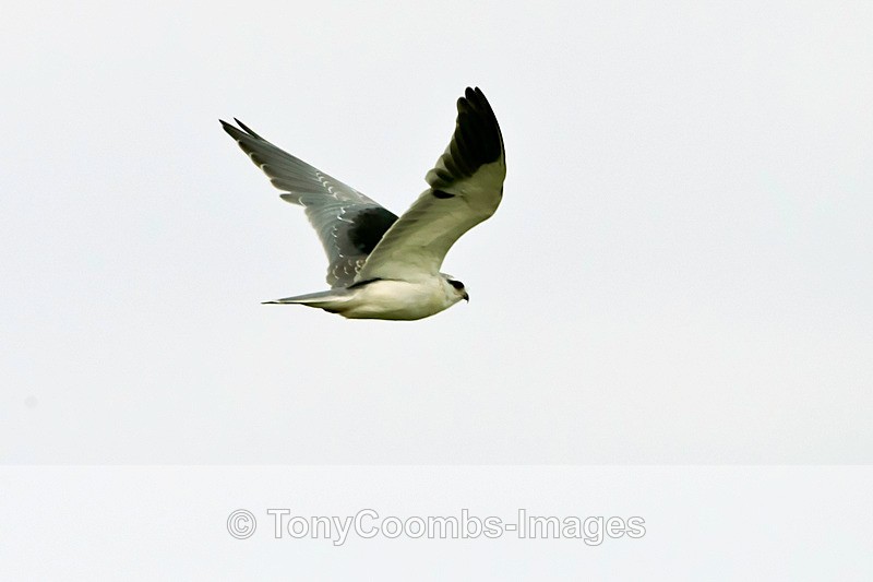 Black-winged Kite - Turkey