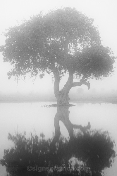 Kenya, Kigelia Africana, Sausage Tree, Chyulu