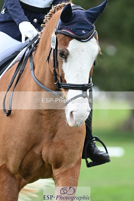 231020-143555-10681 - 499-GORFELYN.PETER.THE.GREAT-Charlotte.Bellamy-DR