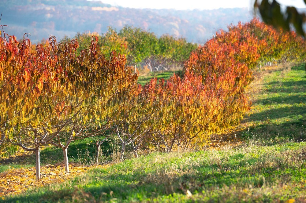 DSC_8478 - Autumn
