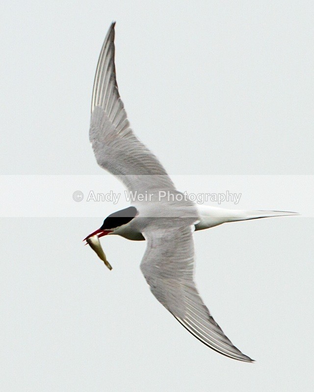 20100718_1596 - Terns