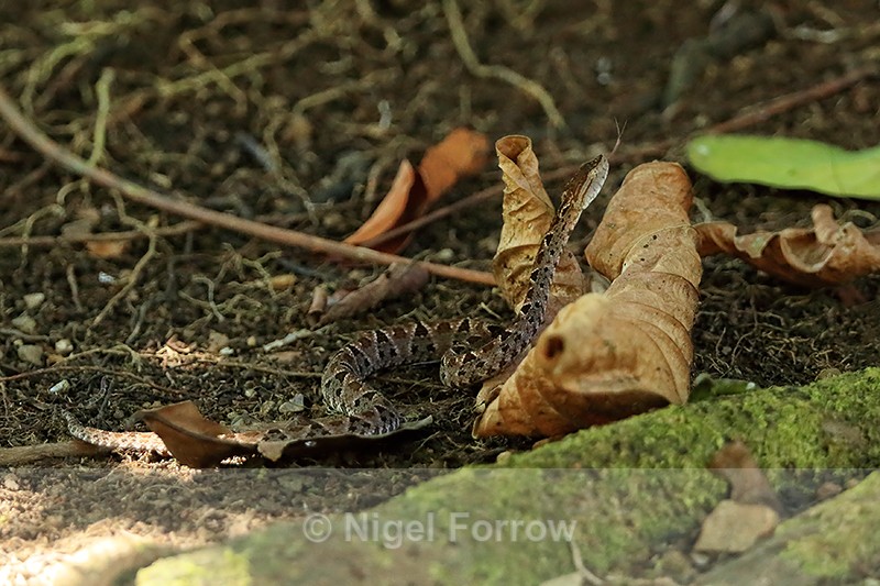 Fer-de-Lance (Bothrops asper), Costa Rica - REPTILES & AMPHIBIANS