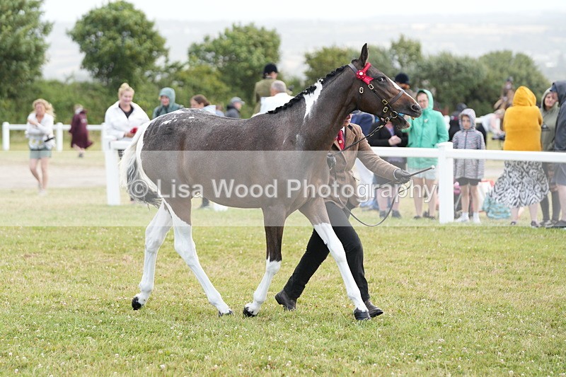DSC06218 - Class 54: Hunter/Riding Horse/Hack 1 & 2 yr olds