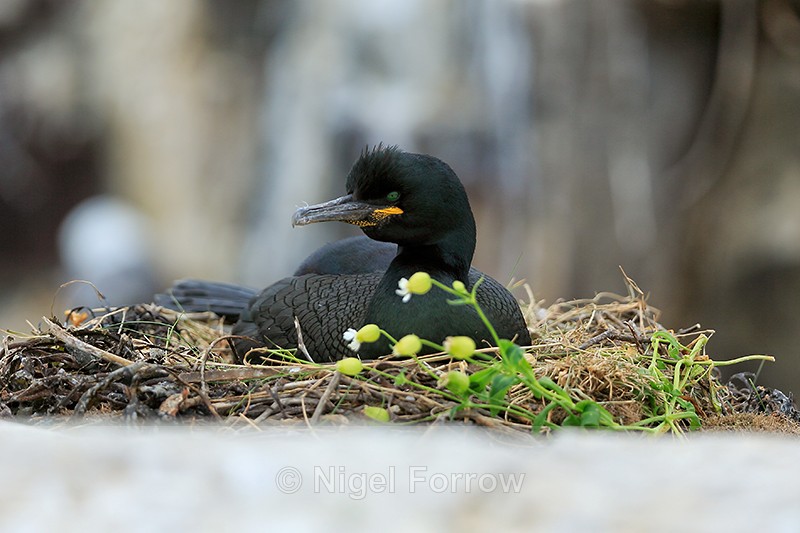 Shag sitting on nest, Farne Islands - Shag