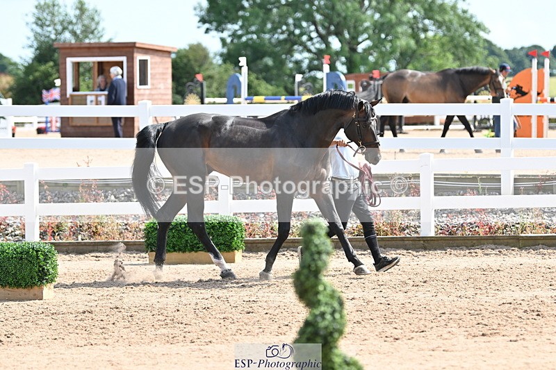 240717A-153625-02912 - Trot Up 3pm to 4pm