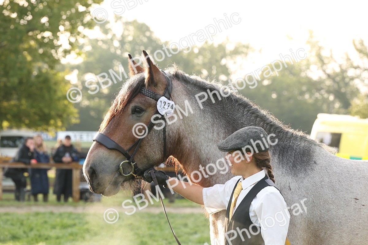 SBM_54426 - S51 - Foreign Breeds In Hand