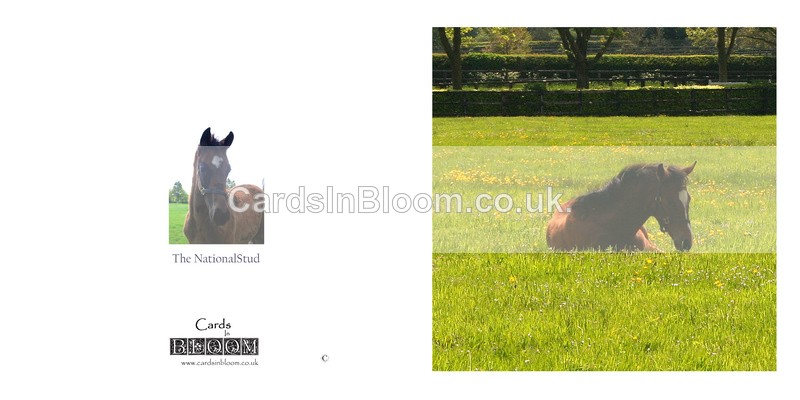 04 Foal at The National Stud - NEWMARKET CARDS