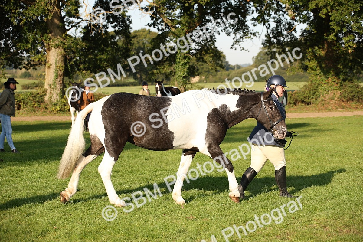 SBM_58731 - S51 - Piebald & Skewbald Horse In Hand