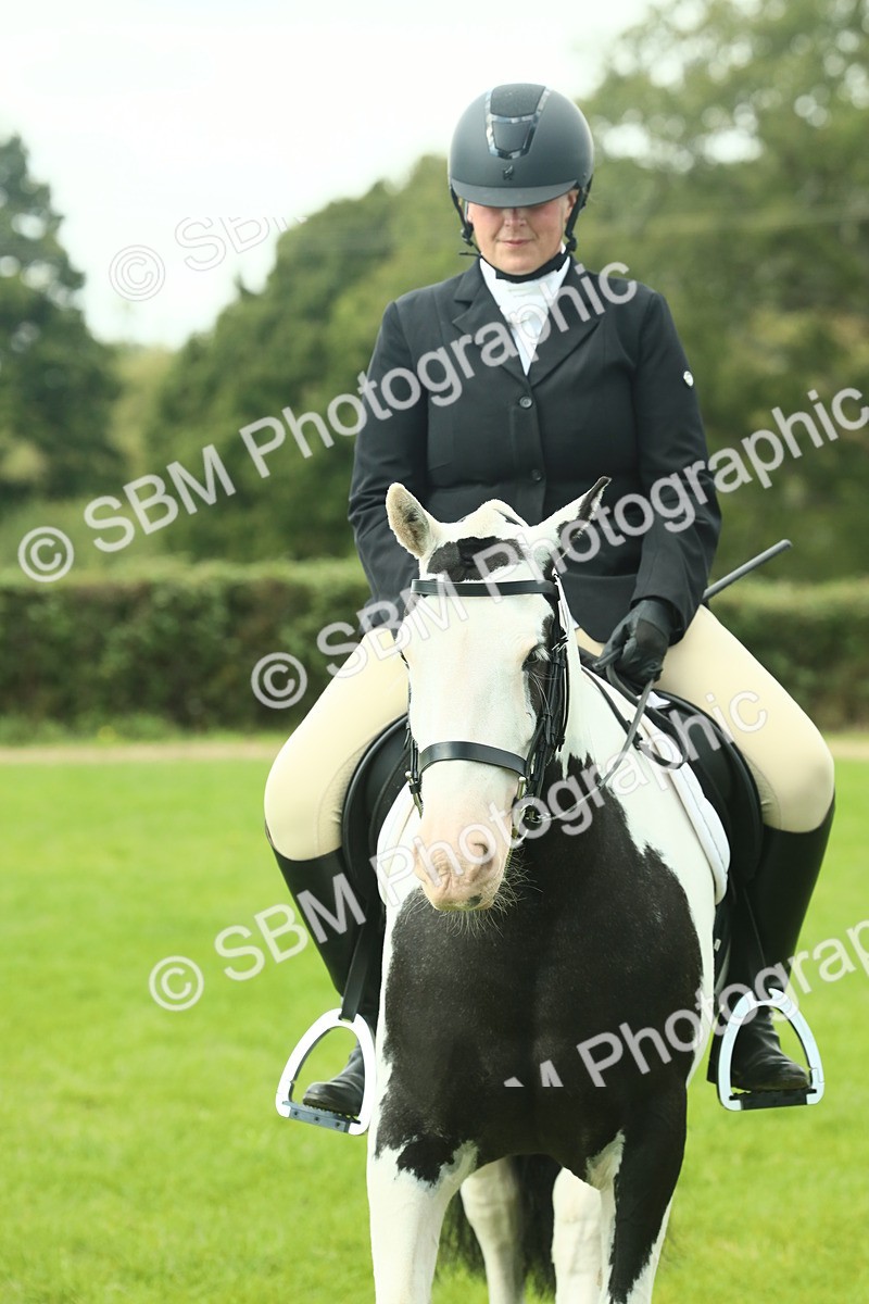 SBM_66441 - S34 - Rehabilitated Rescue Horse & Pony In Hand & Ridden