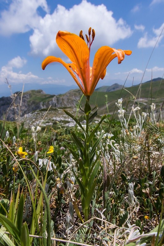  - Plants: wide-angle