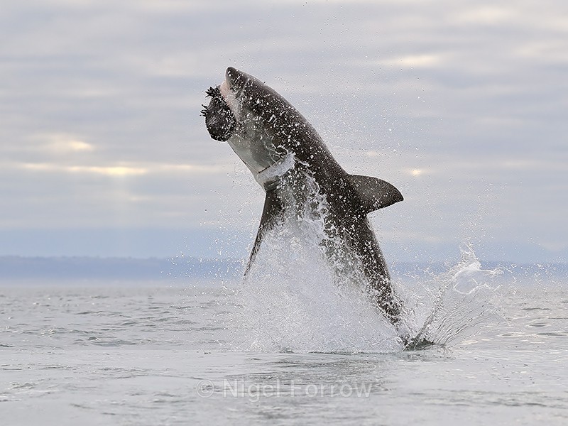 Great White Shark breach (frame 1), Mossel Bay, South Africa - Breaching Great White Shark