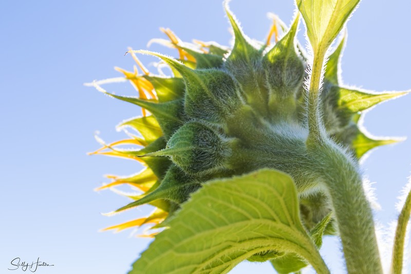 Sunflower back view 3