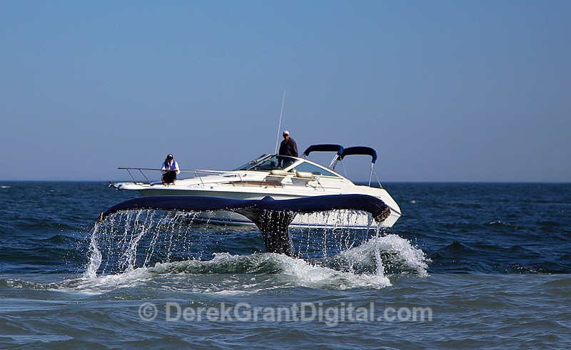 Humpback Whale Megaptera novaeangliae Blue Rae - Whales / Sea Mammals