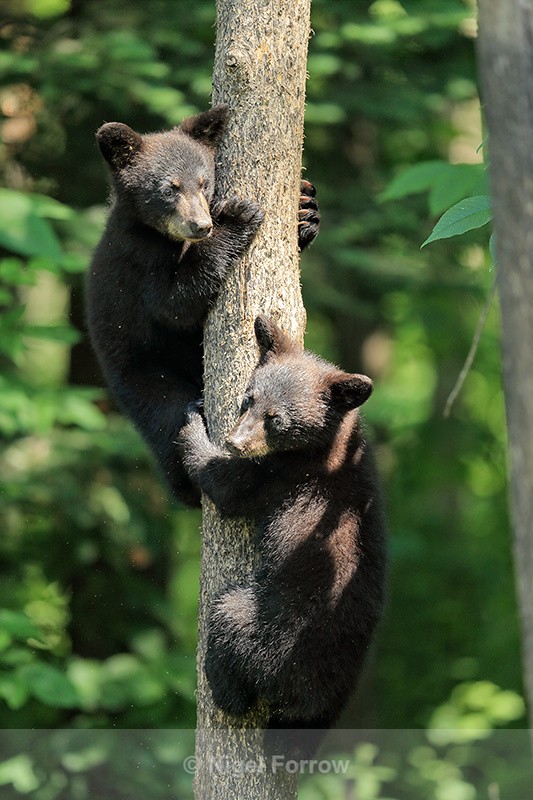 Two Black Bear cubs climbing tree, Minnesota, USA - American Black Bear