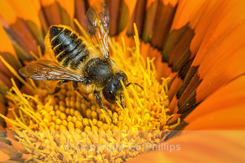 Megachile centuncularis (f) - Megachile centuncularis