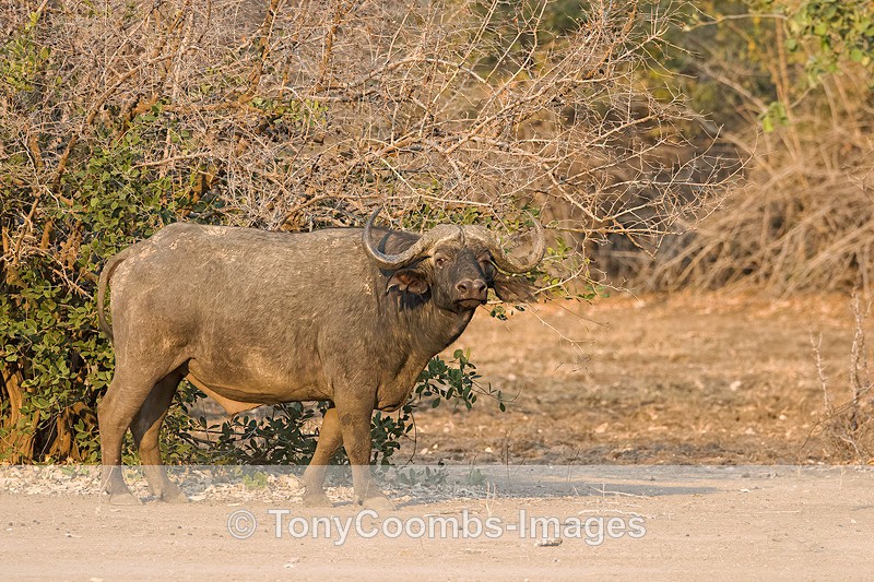 Buffalo - Mana Pools ~ The Mammals