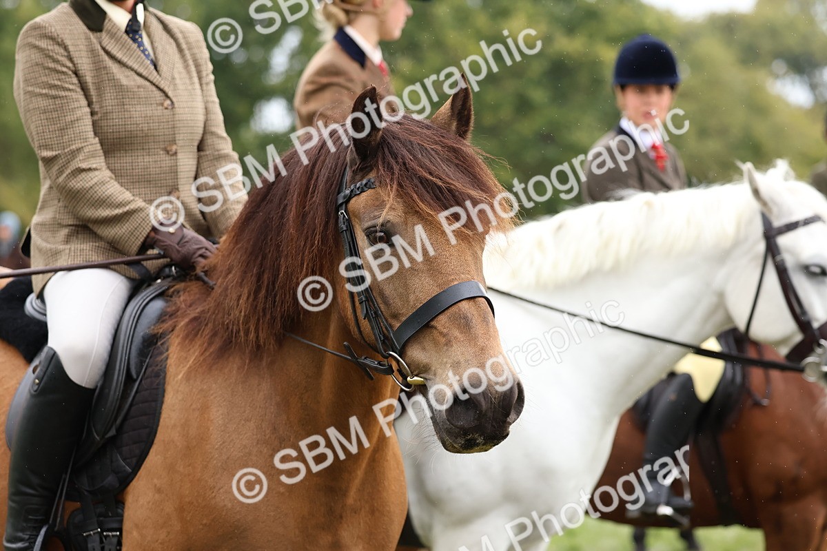SBM_69641 - S62 - Mountain & Moorland Ridden Large Breeds