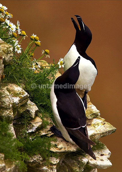 Guillemot - United Kingdom