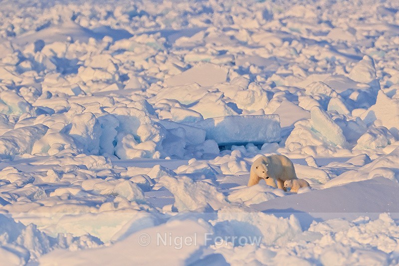 Polar Bear and cub in ice field, Spitsbergen, Svalbard - Polar Bear