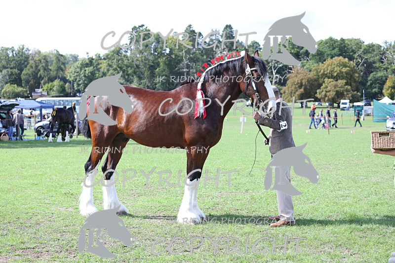 APP_3160 - Class 3 Youngstock