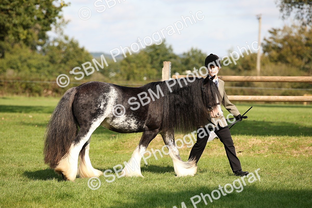 SBM_62253 - S55 - Traditional Cob In Hand