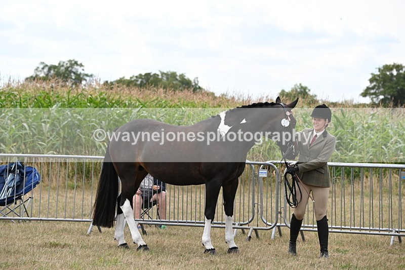 WJ6_6259 - Class 19 In-hand Veterans (Uploaded correct folder)
