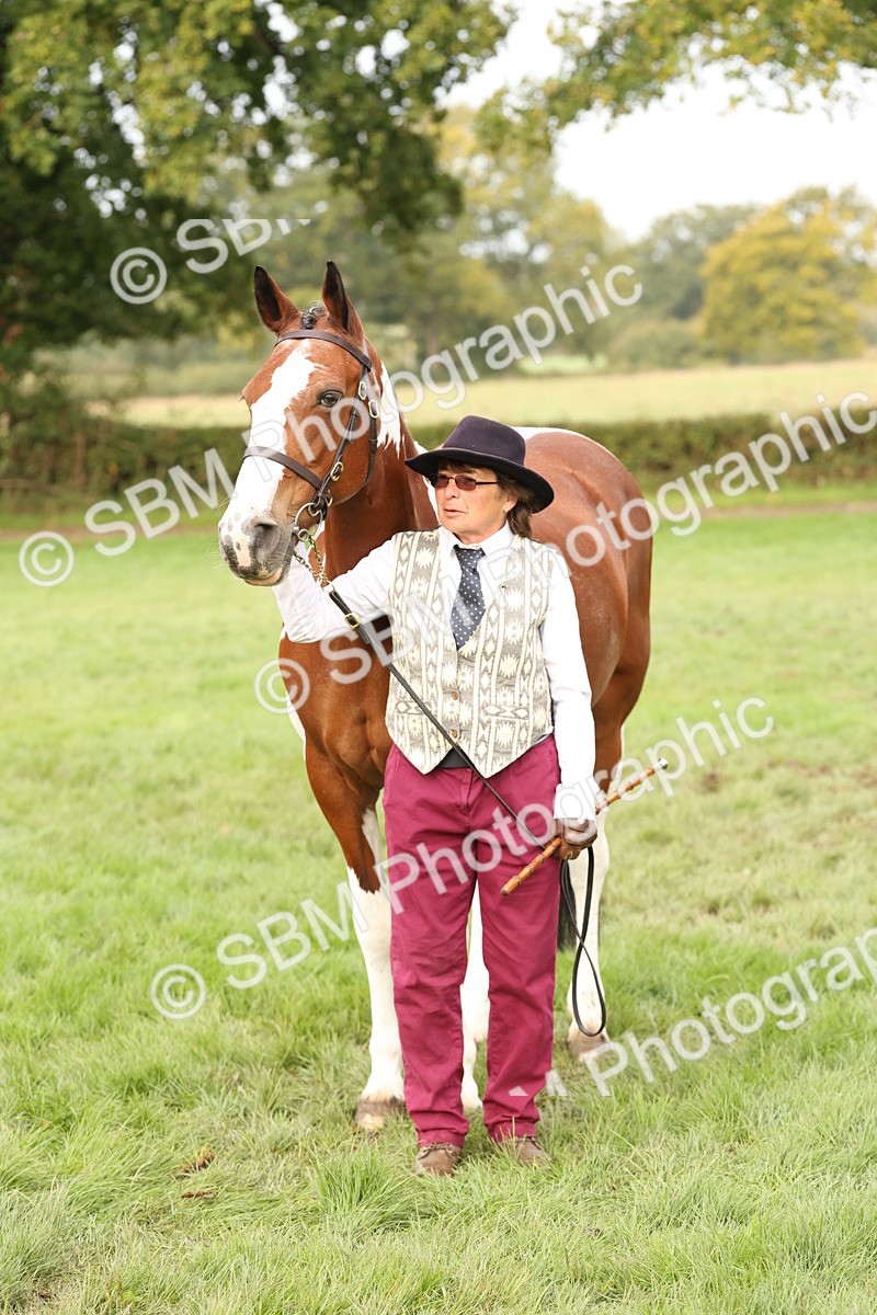 SBM_56809 - S54 - Piebald & Skewbald Horse In Hand