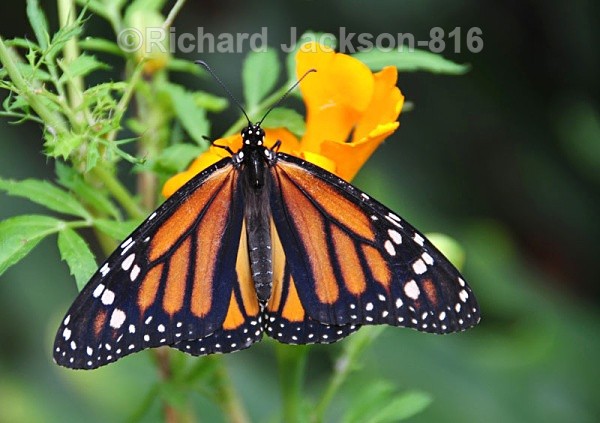 Monarch Delight - Butterfly Gallery
