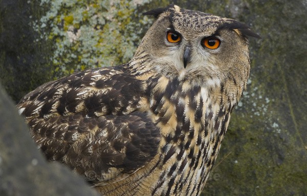  - EURASIAN EAGLE OWLS