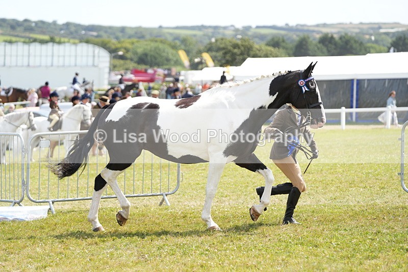 DSC07217 - Coloured Horse In Hand Championship