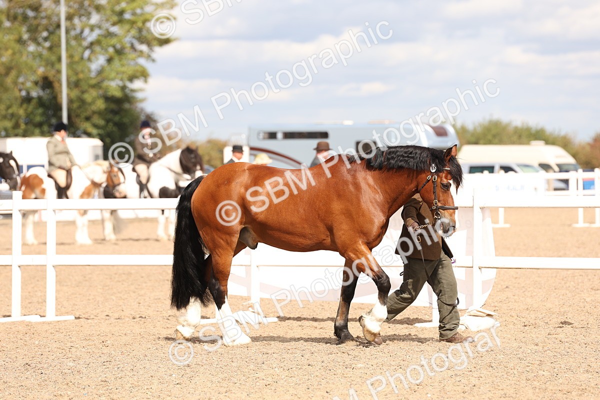 SBM_14746 - Class 208 - IH Veteran Horse
