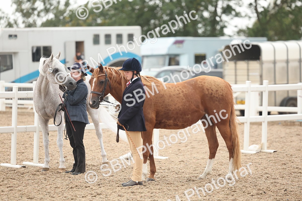 SBM_19424 - Class 317 - IH Pure Bred Horse-Pony
