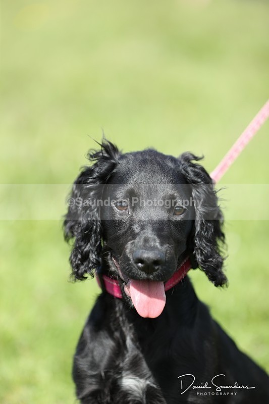 SPXX0565 - Dog show